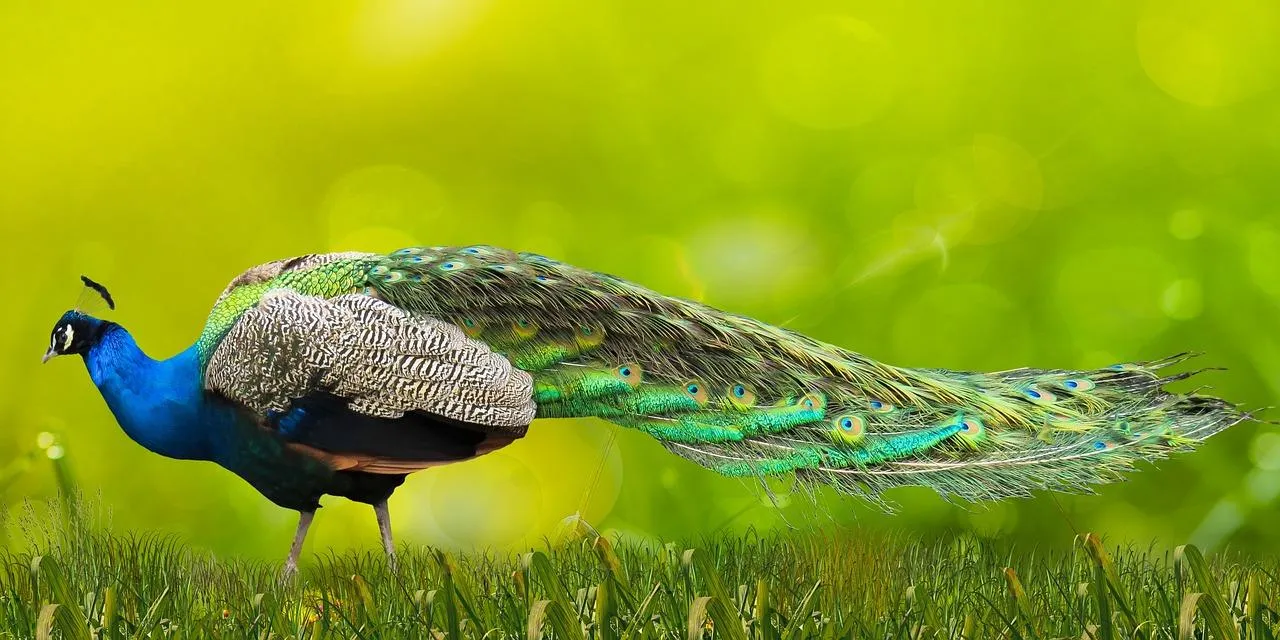 Indian Peafowl Sitting Calmly with Feathers Folded
