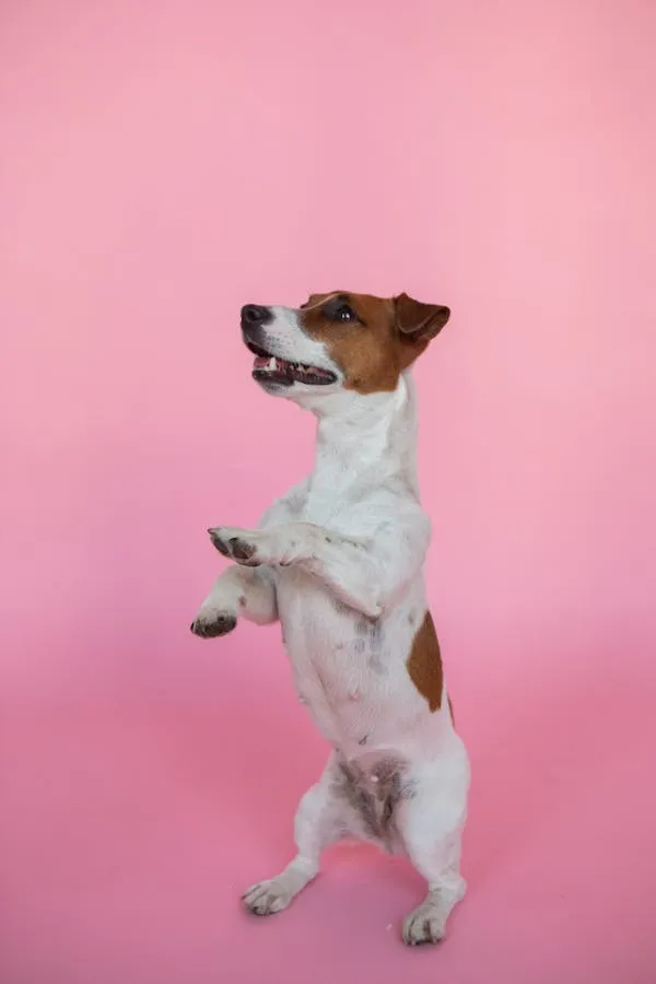 Jack Russell Standing on Two Legs with Pink Backdrop