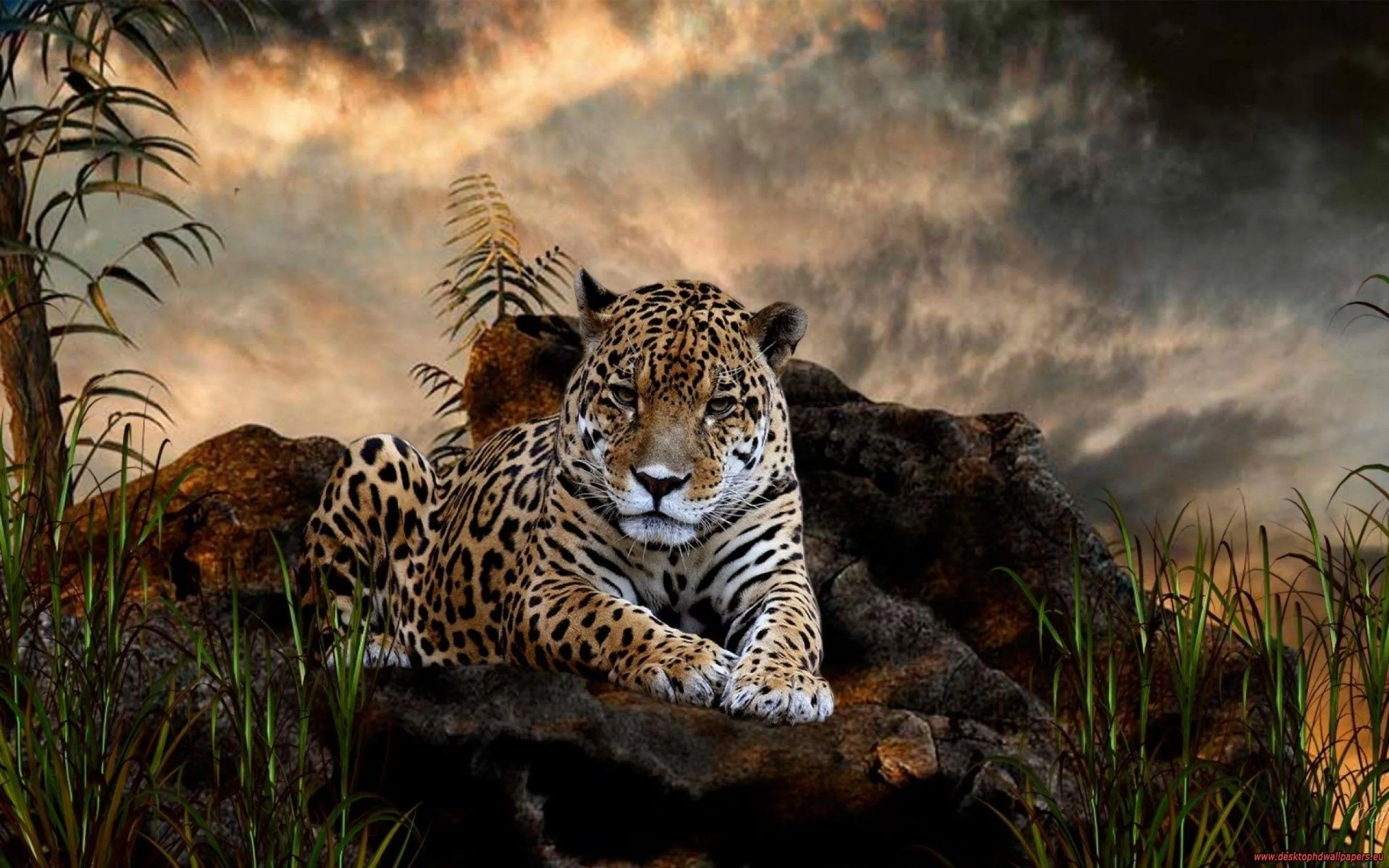 Jaguar Lying Calmly On Rocks In The Wild Wallpaper