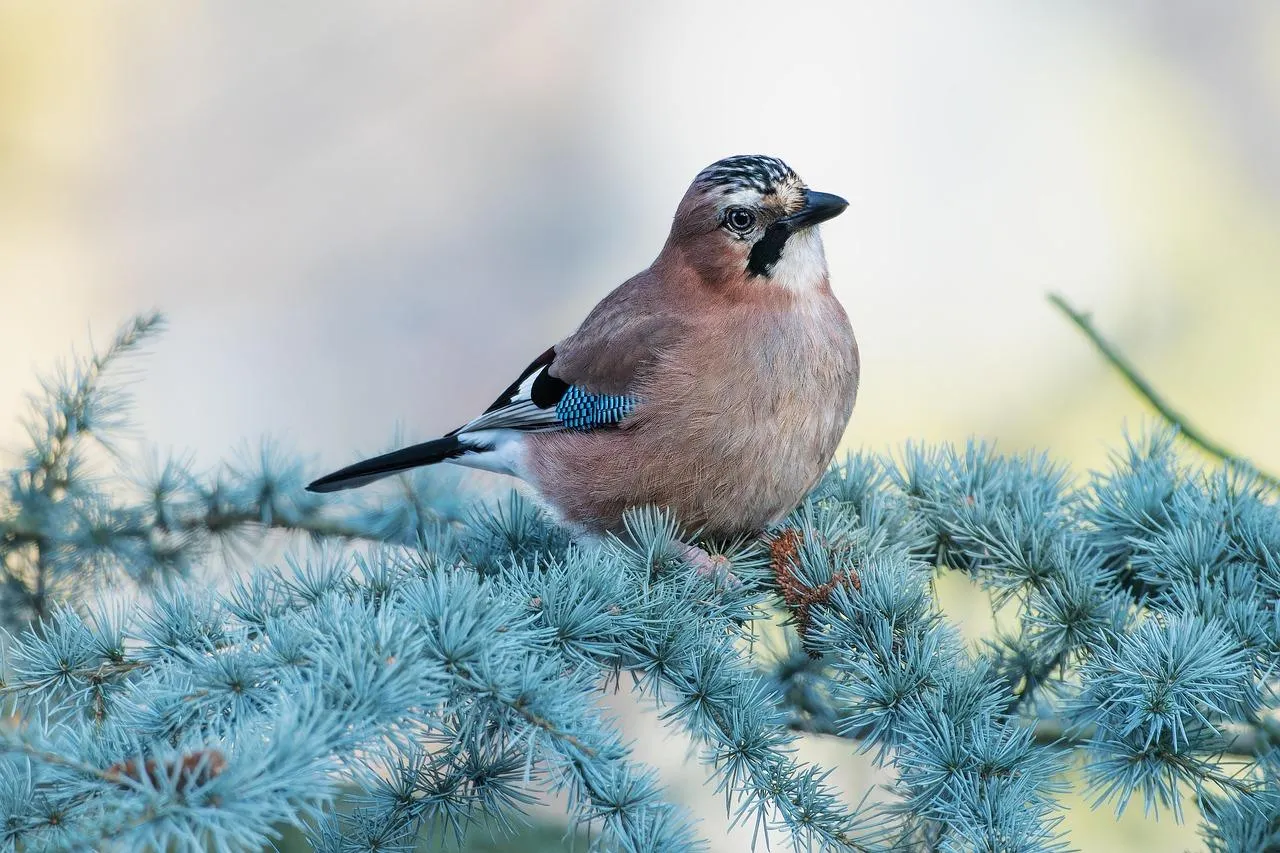 Junco Bird Perched on Frost Covered Pine Branches Wallpaper
