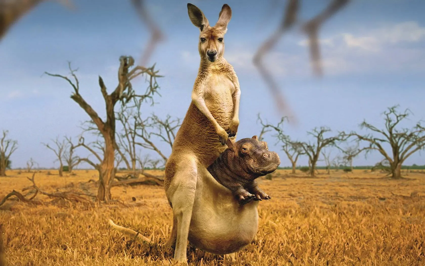 Kangaroo family hopping across the open plain Wallpaper