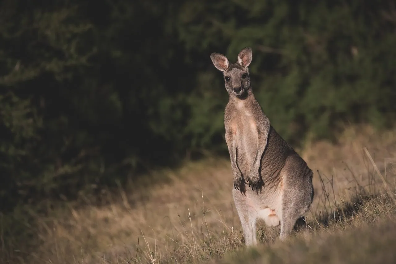 Kangaroo standing alert in an open grassland Wallpaper
