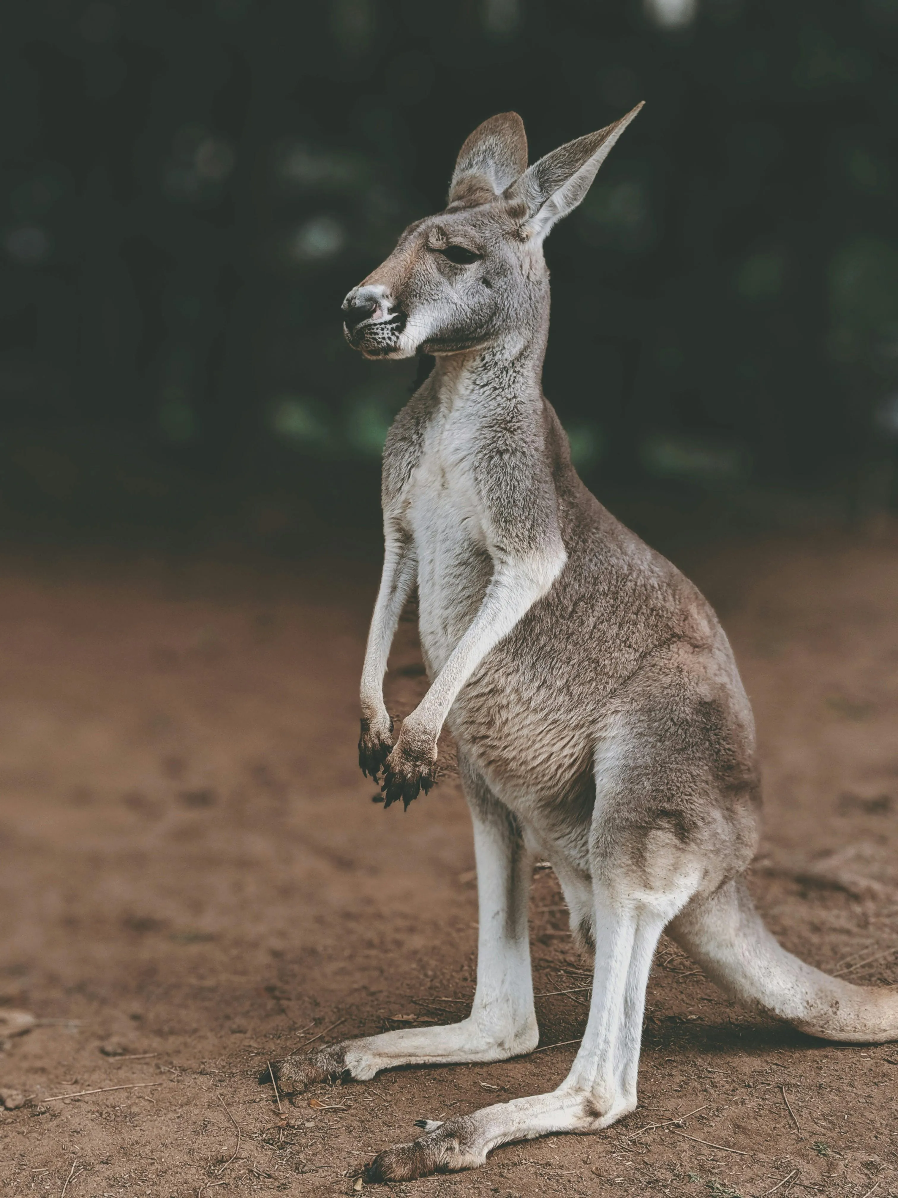 Kangaroo Standing Alert in Natural Habitat Wallpaper