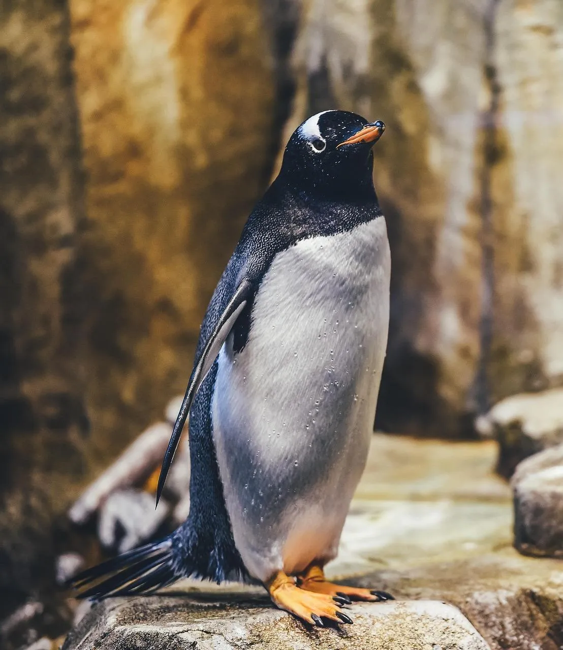 King Penguin Standing on Rocky Ground in Cold Climate