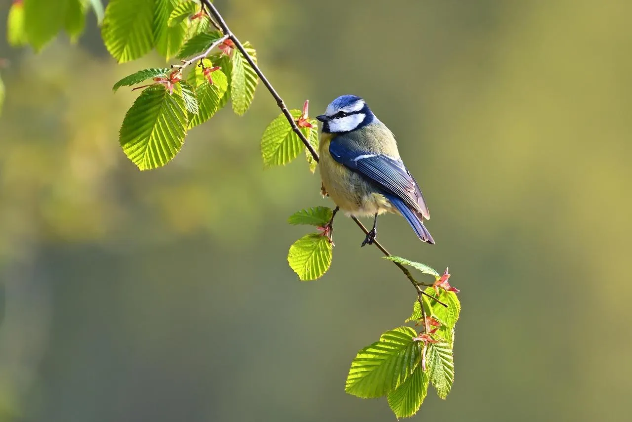 Kingfisher Bird Perched on Branch in Forest Wallpaper