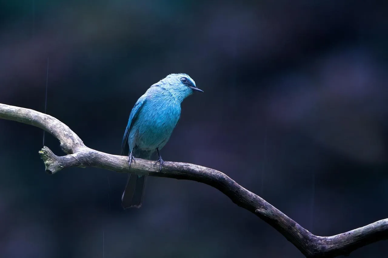 Kingfisher bird poised on a branch over water Wallpaper