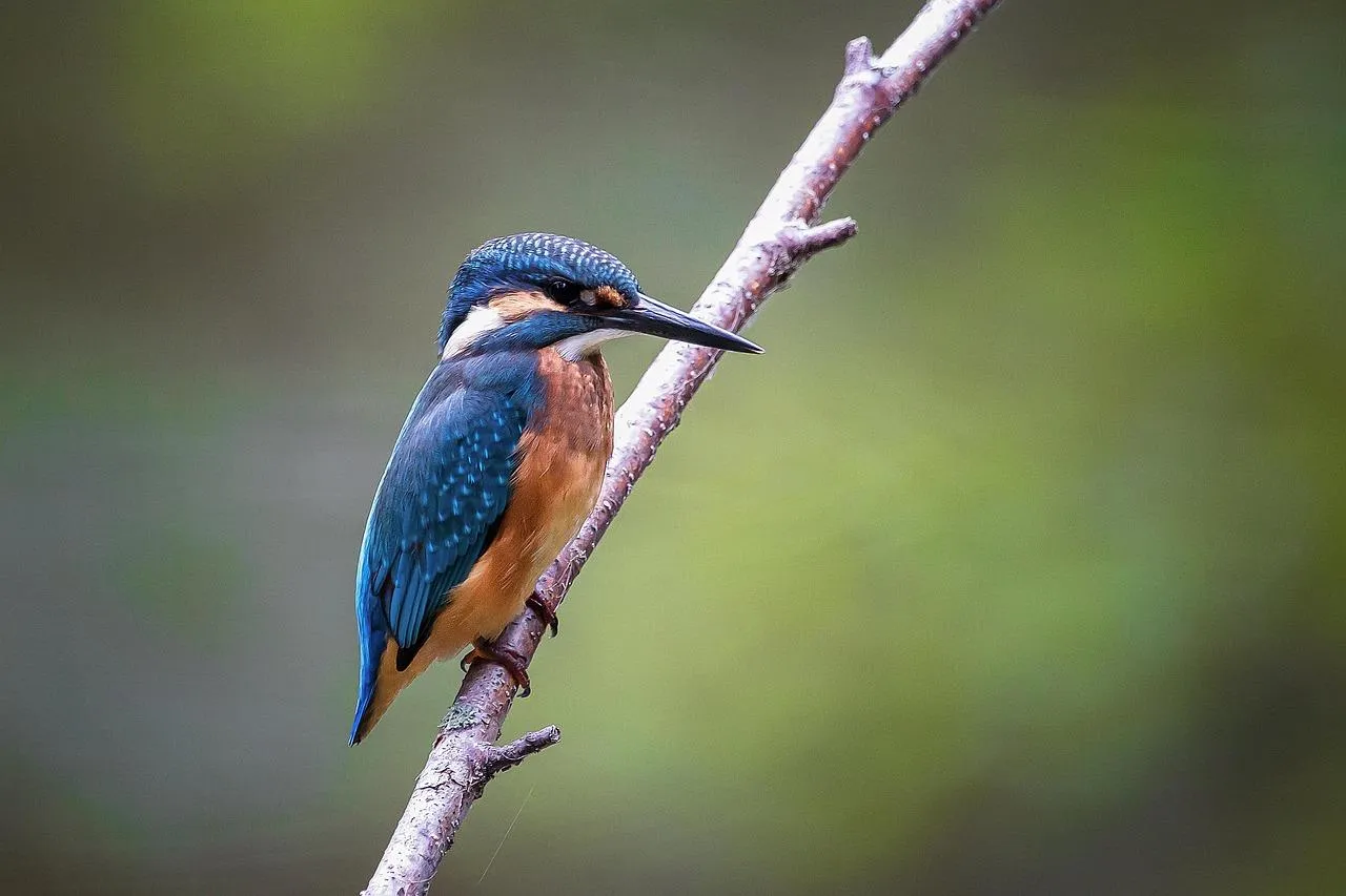 Kingfisher perched on a small tree branch Wallpaper
