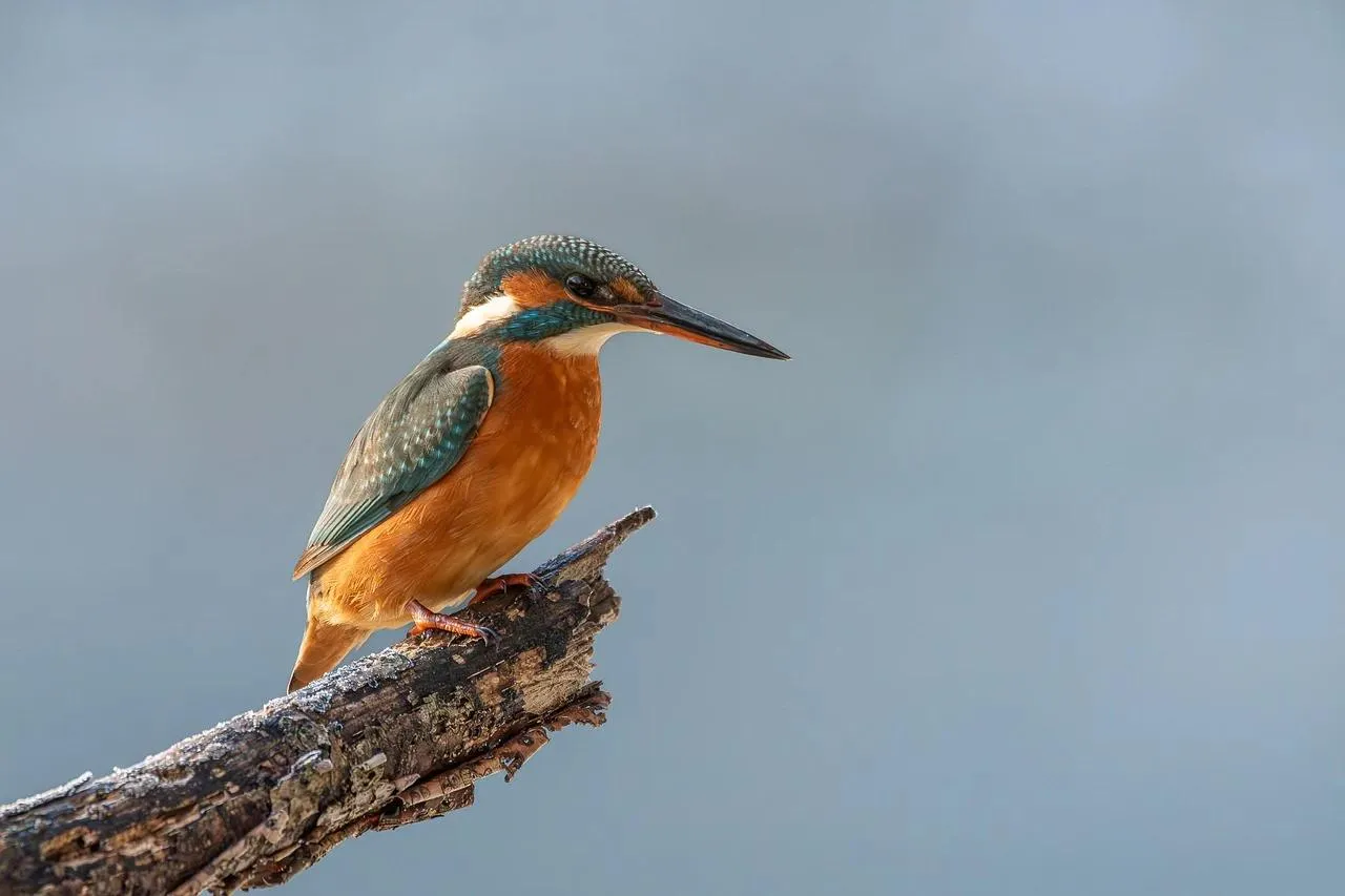 Kingfisher Sitting on a Branch Over Blue Background
