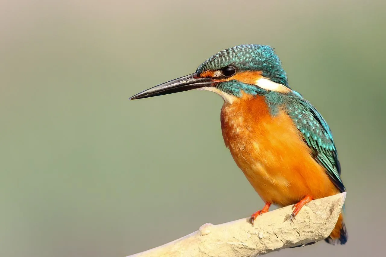 Kingfisher waits above river for a sudden dive Wallpaper