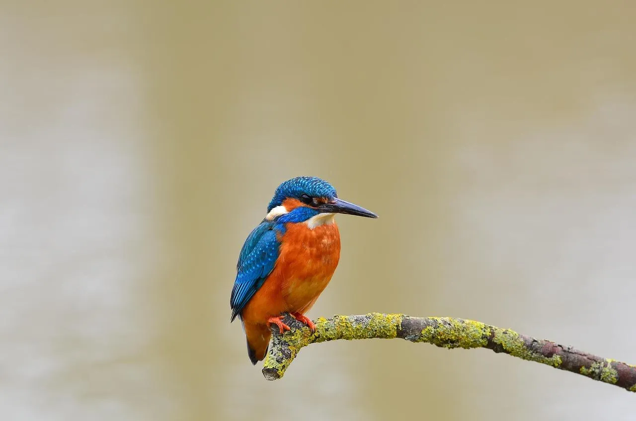 Kingfisher with bright feathers on a twig free Wallpaper