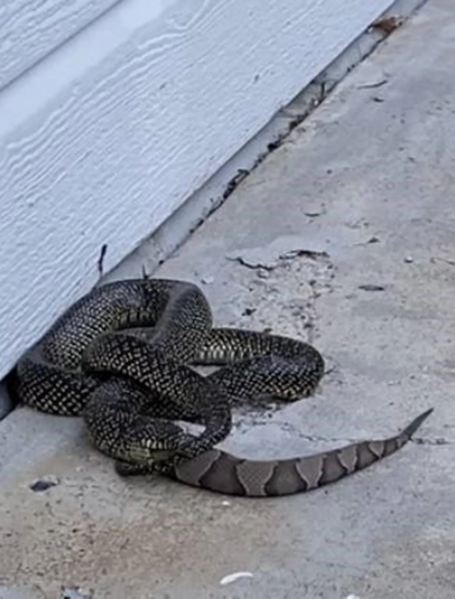 Kingsnake killing and eating a venomous copperhead snake