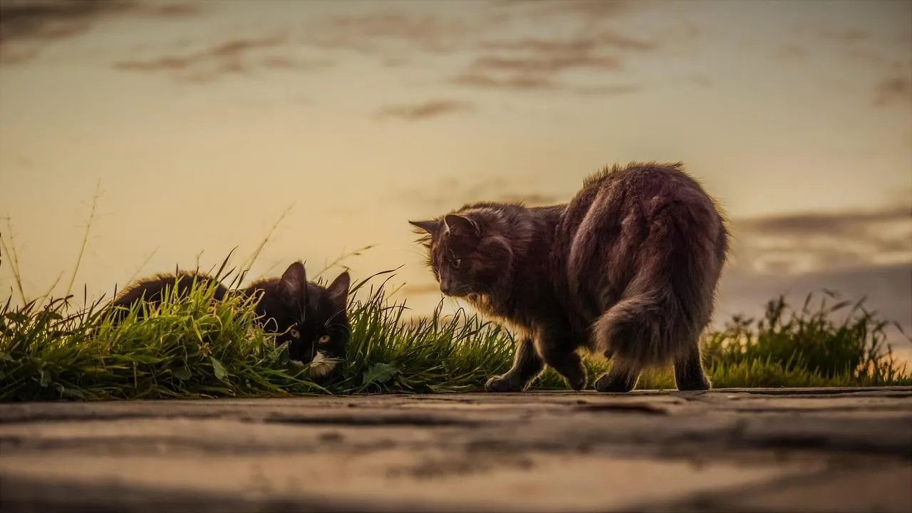 Kiwi Bird Walking on Sandy Ground at Sunset Wallpaper