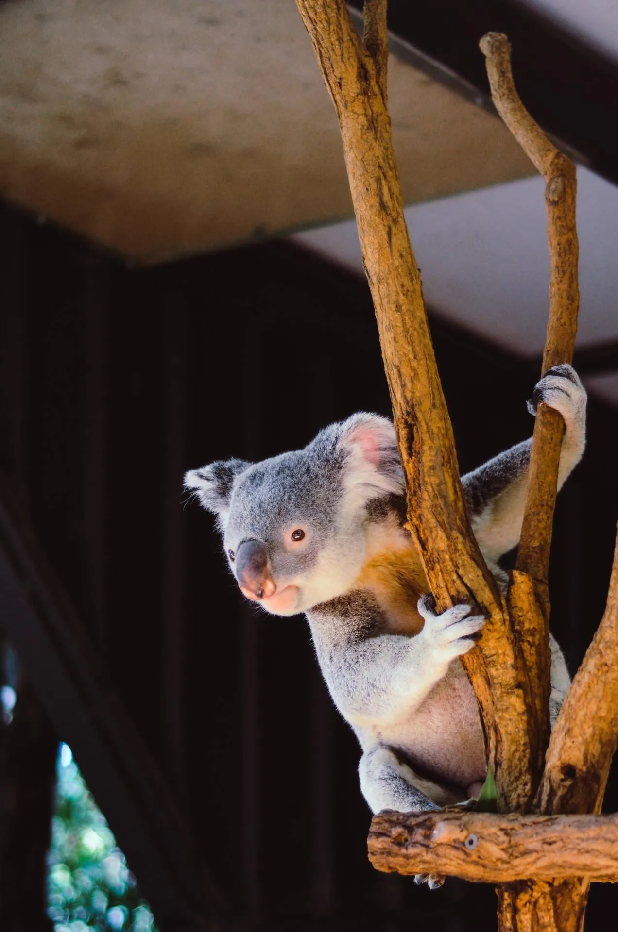 Koala Bear Sitting on Tree Branch in Australian Forest
