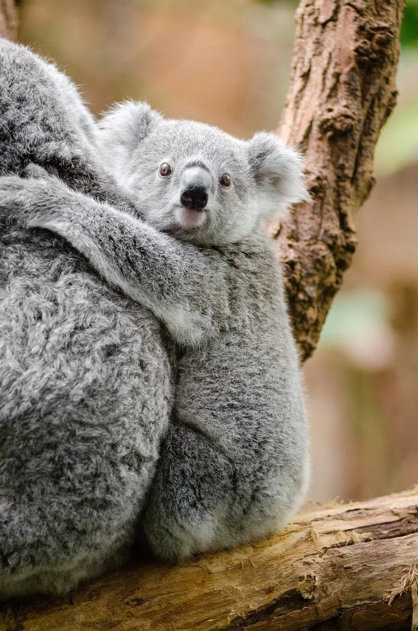Koala Holding Baby on a Tree Branch free Wallpaper