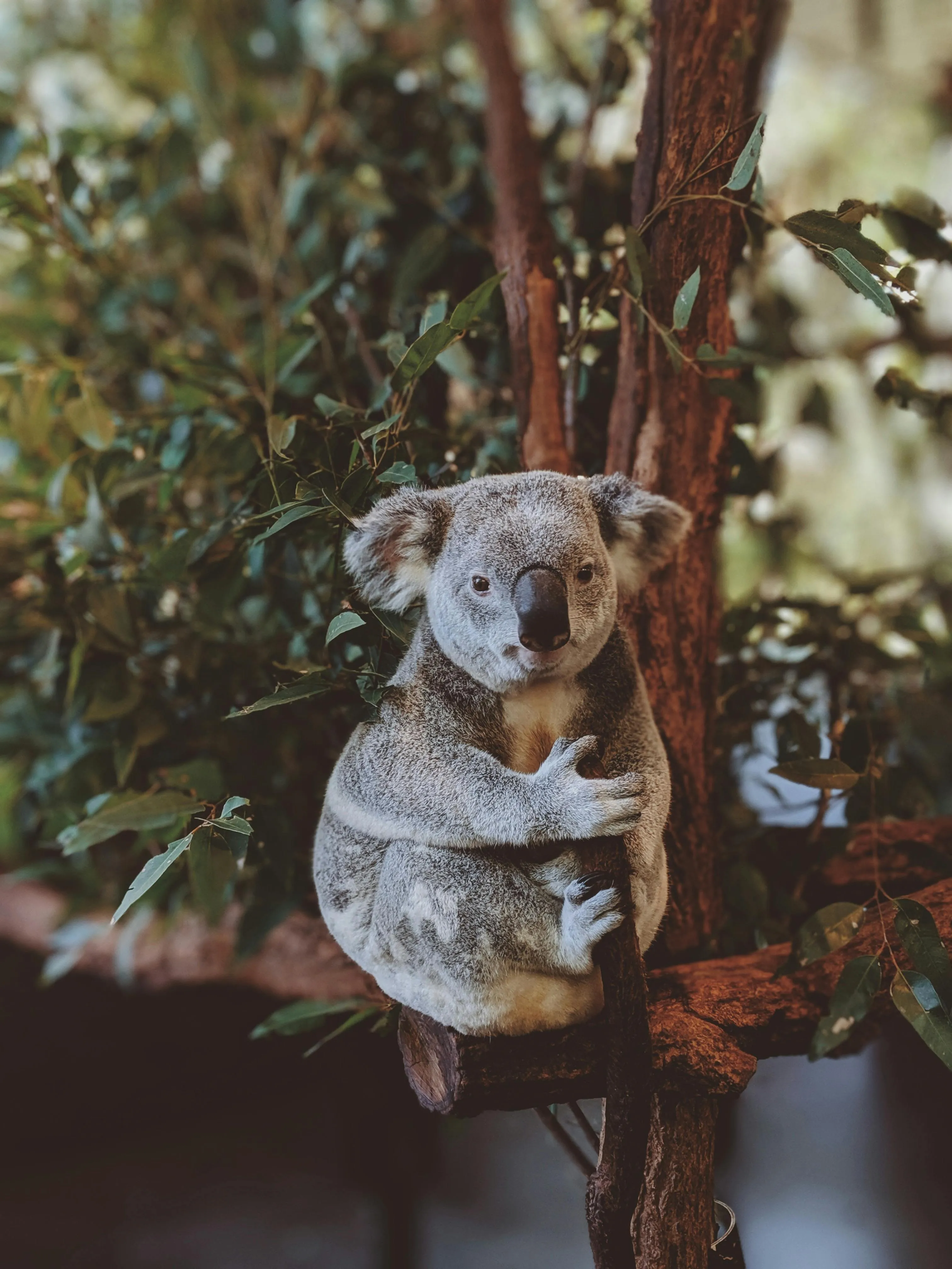 Koala Resting Peacefully on a Tree in the Forest Wallpaper