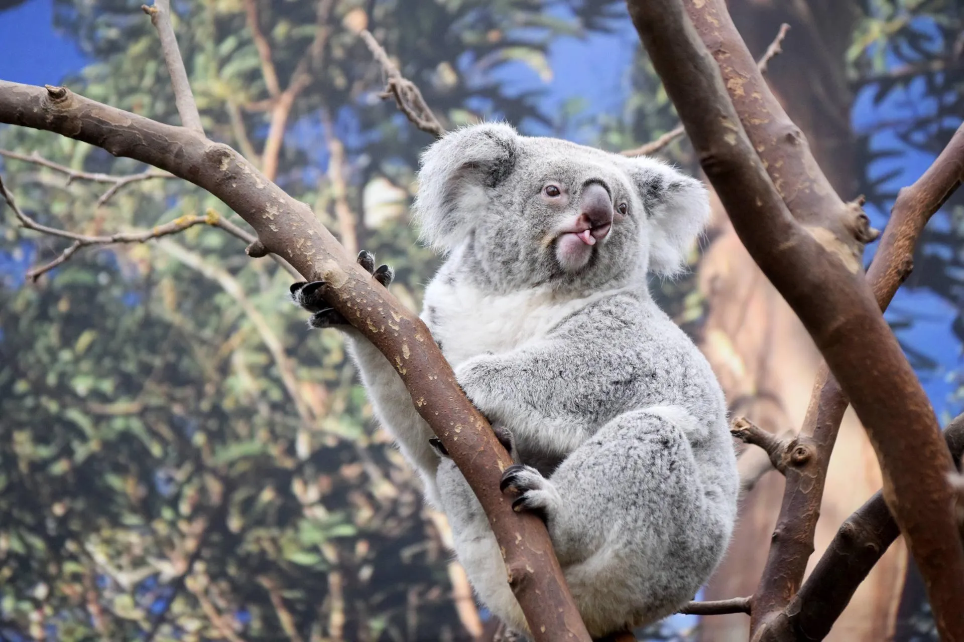 Koalas snuggling on a tree in the forest Wallpaper