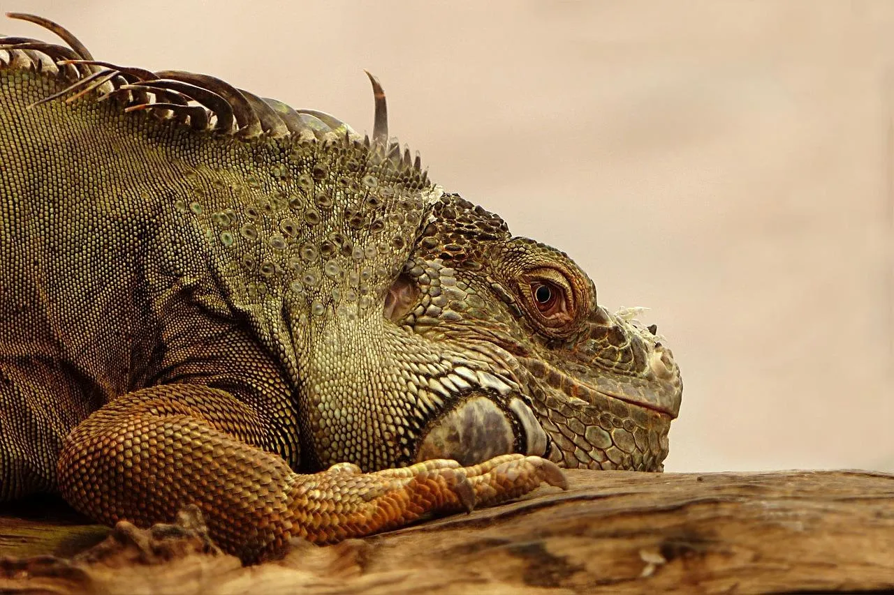 Komodo dragon resting on warm sand free Wallpaper