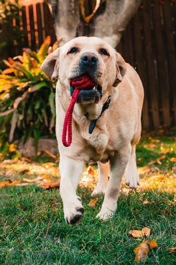 Labrador Retriever Playing with Red Rope Toy in the Mouth