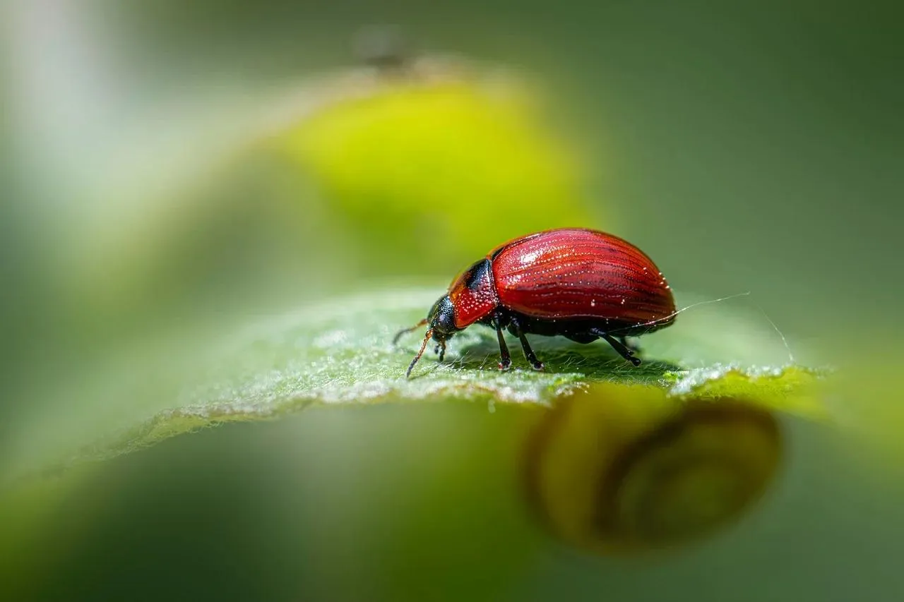 Ladybug Crawling on a Fresh Green Leaf in Bright Sunlight