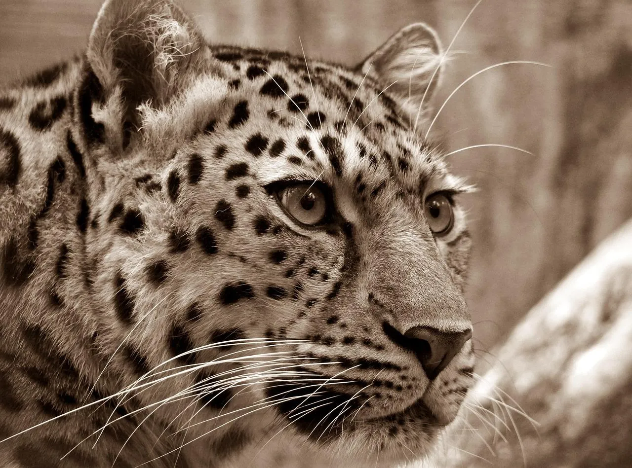Landscape View Featuring Close Up of a Majestic Amur Leopard