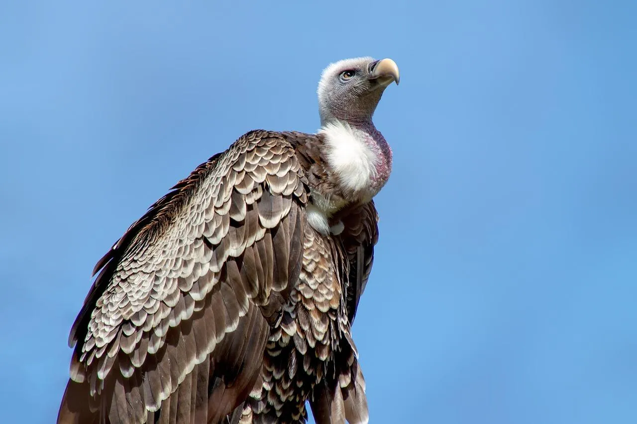 Large Bird with Crest Standing in Blue Sky Wallpaper