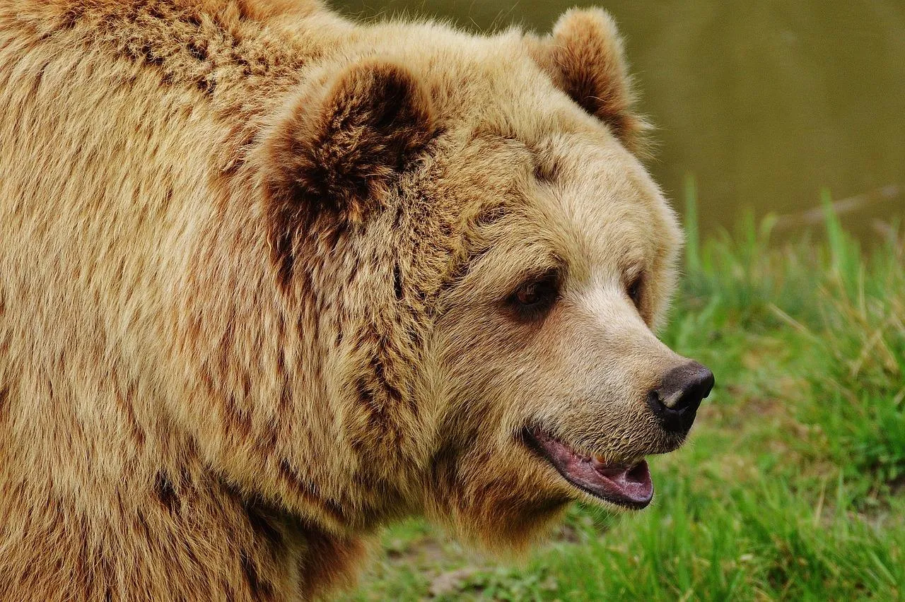 Large Brown Bear Standing Tall in Forest Wilderness