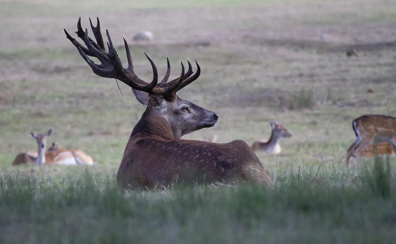 Large Deer With Antlers Standing in a Meadow Wallpaper