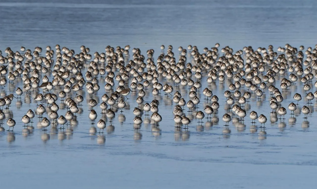 Large Flock of Birds Flying Over the Ocean Surface