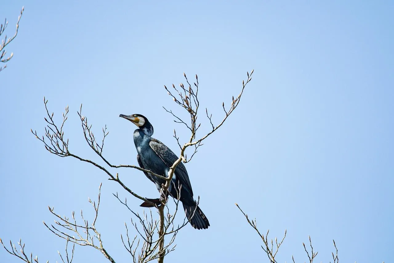 Large Grey Heron Perched High in a Bare Tree Wallpaper