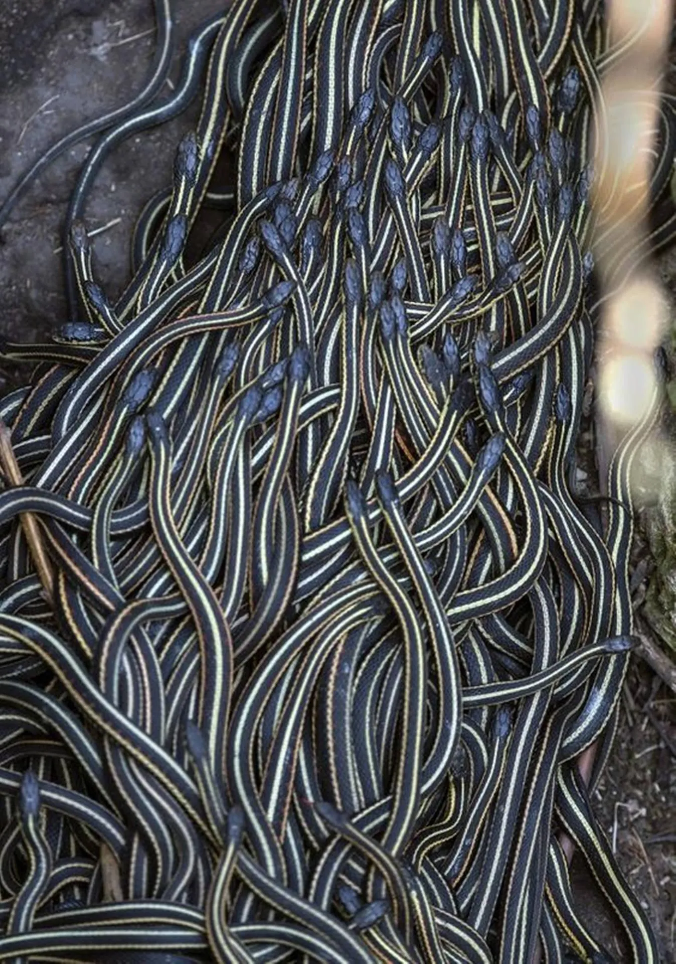 Large group of black snakes coiled and piled together