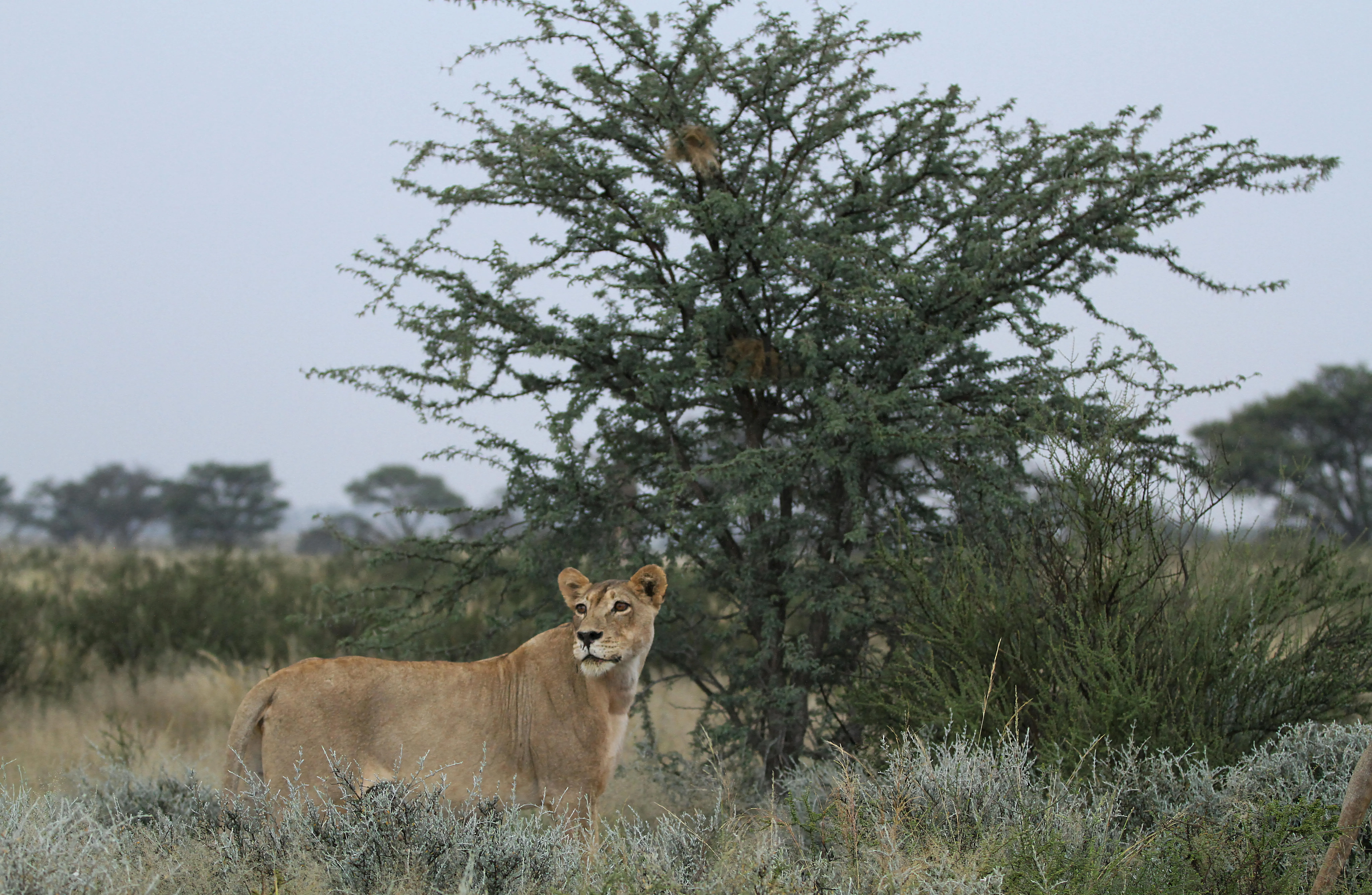 Large Leafy Tree Standing Alone on Vast Green Plain