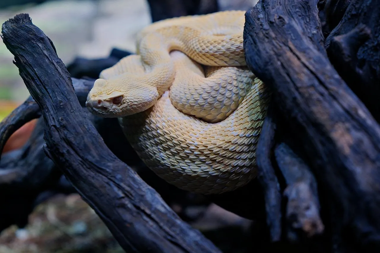 Large Snake Coiled on Tree Branch in Dense Forest Wallpaper