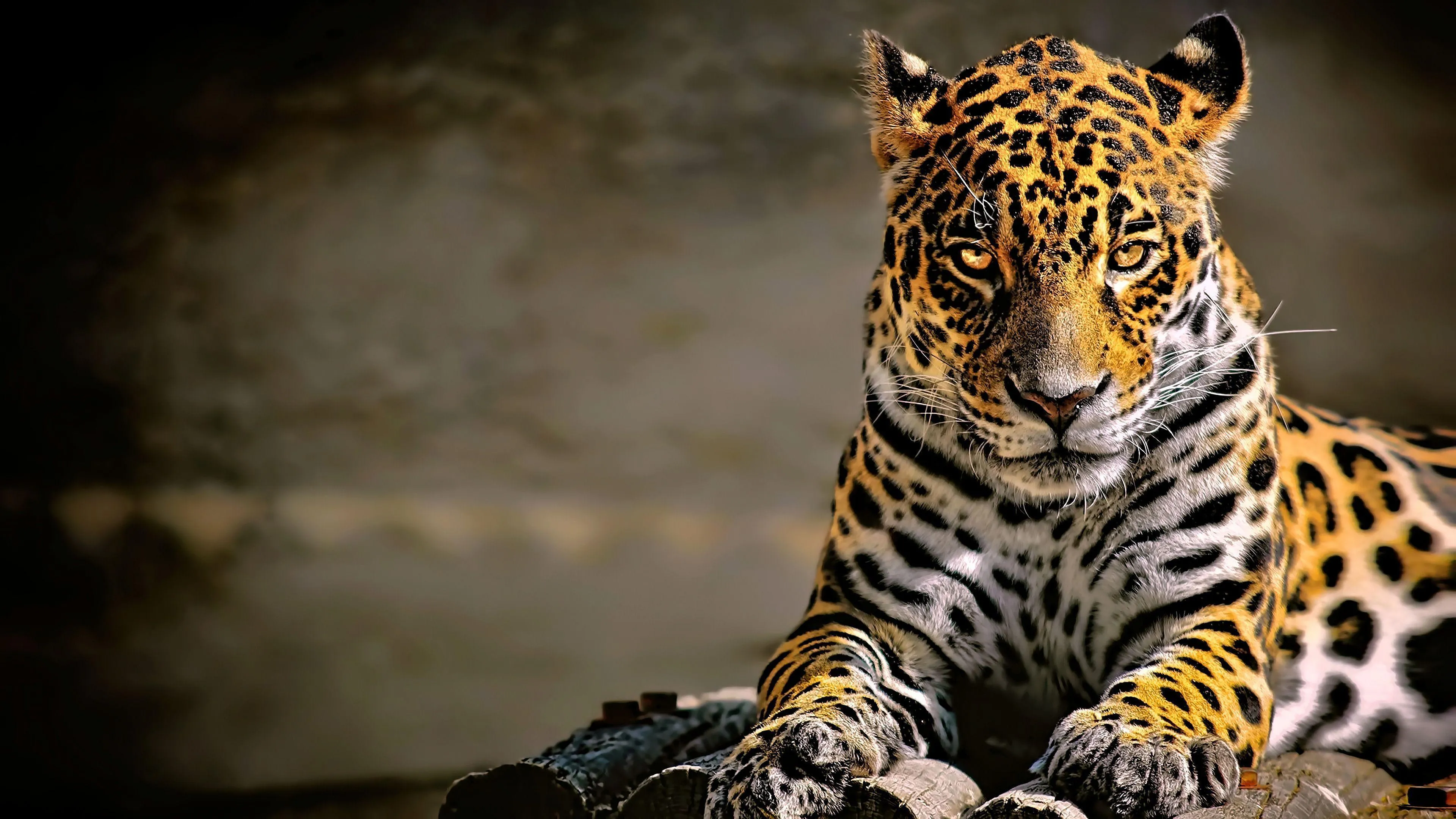 Leopard Looking Alert in Dark Forest with Intense Focus