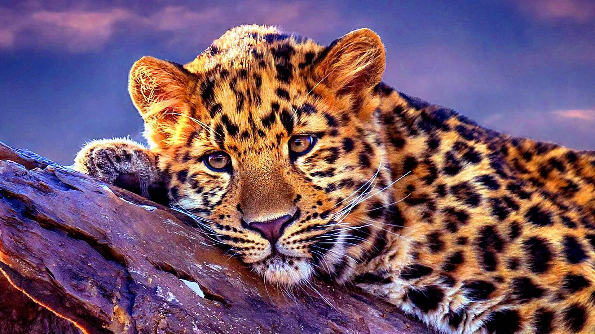 Leopard relaxing on tree branch in the jungle Wallpaper