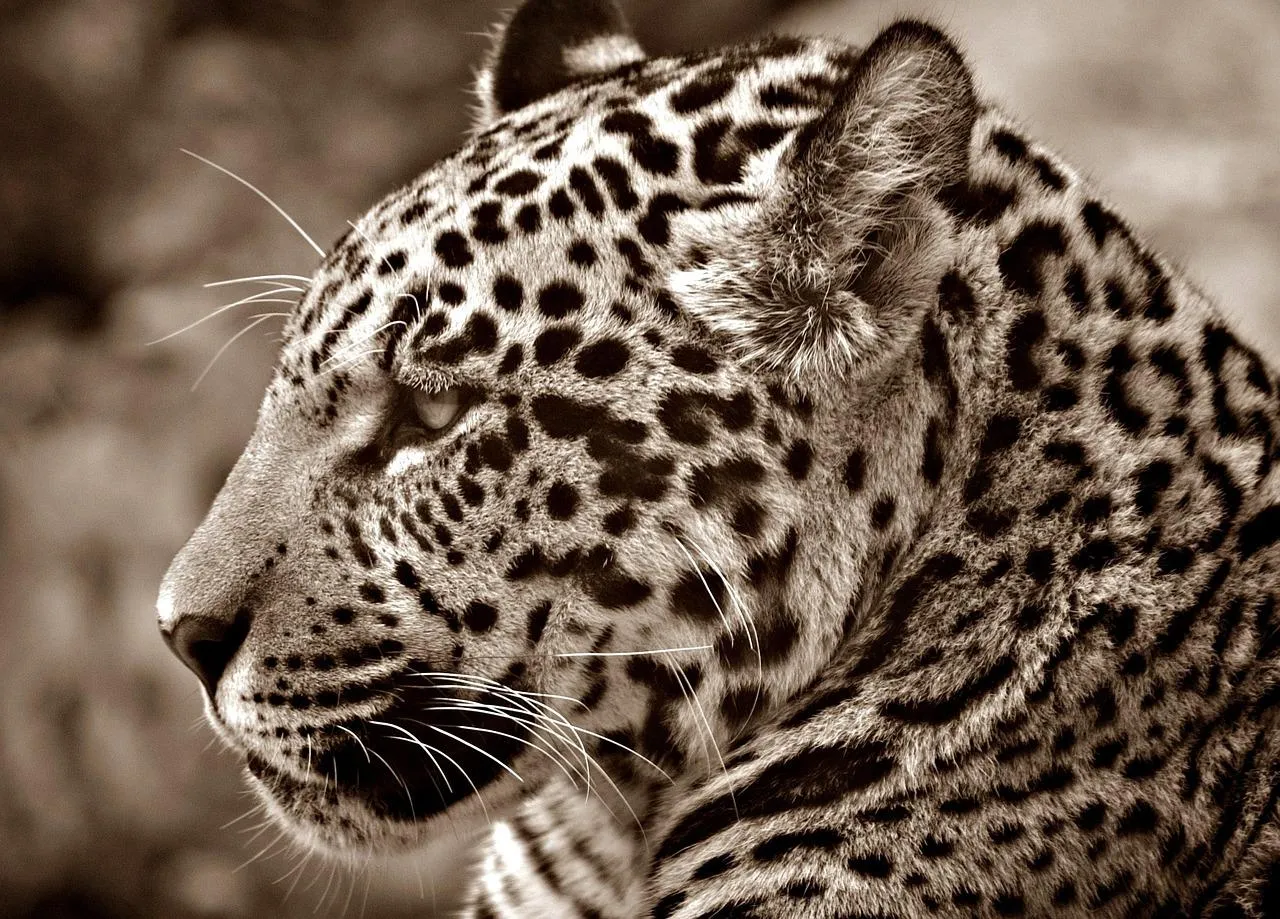 Leopard Resting Head on Rock with Eyes Closed Wallpaper