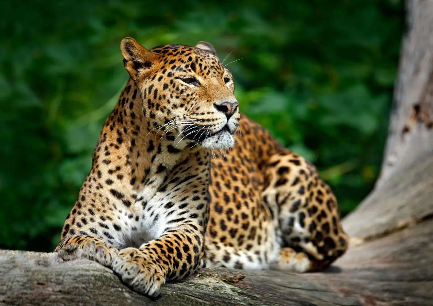 Leopard Resting on Branch in Green Forest Environment