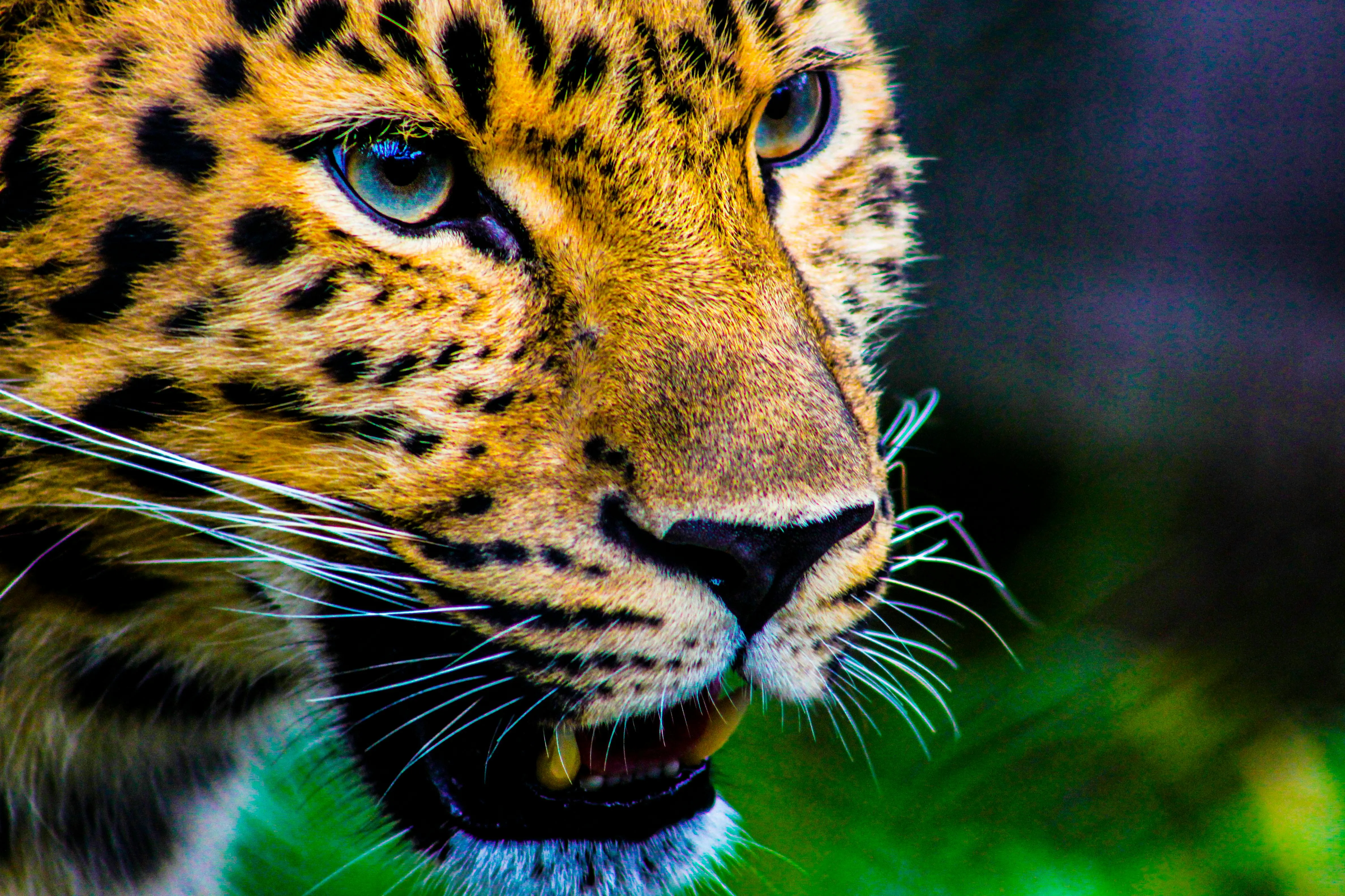 Leopard resting while staring through branches Wallpaper