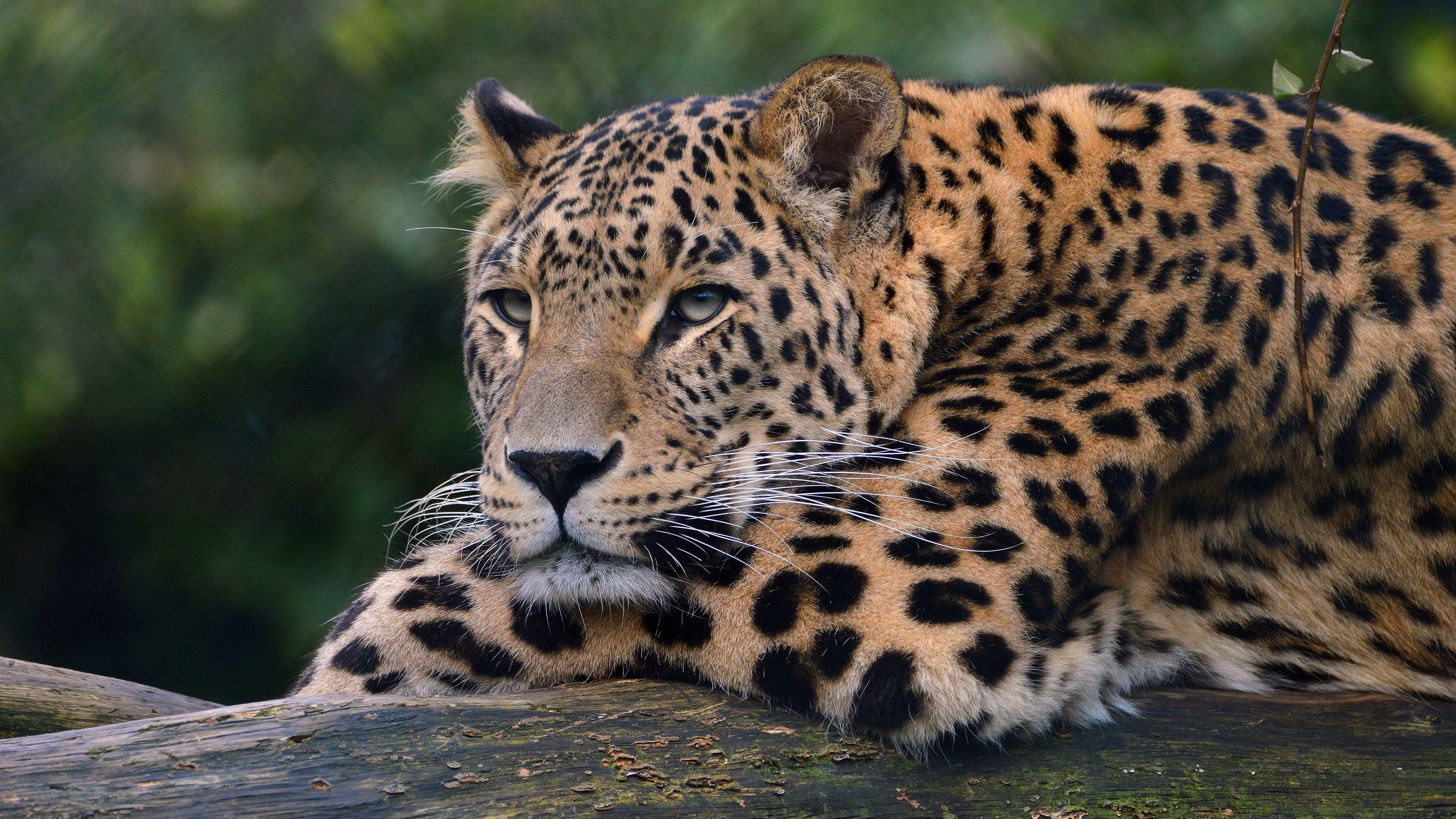 Leopard Sitting on Tree Branch in Dense Forest Wallpaper