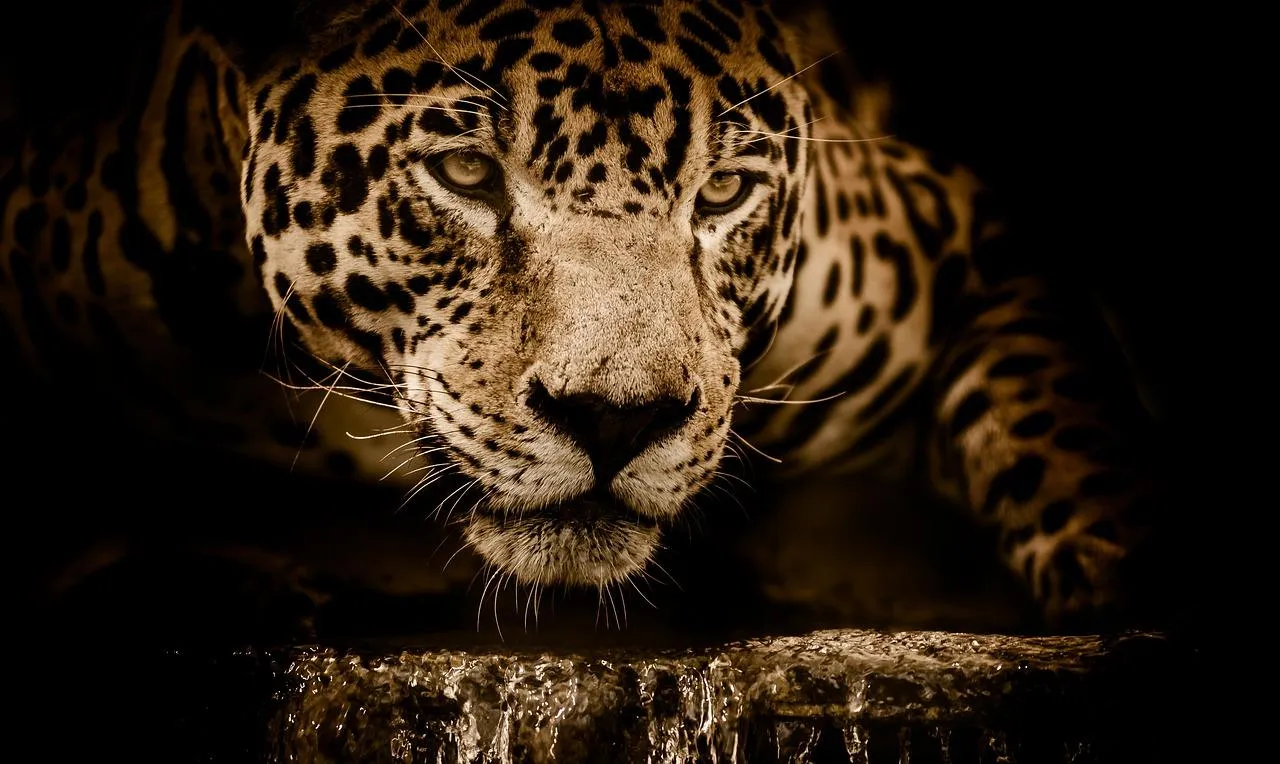Leopard watches silently through jungle darkness Wallpaper