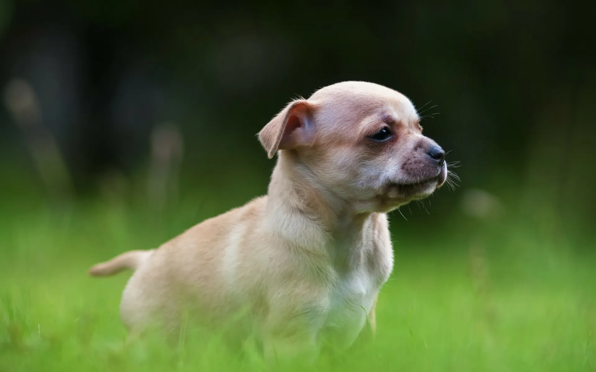 Light Brown Dog Walking Through a Grassy Green Field Image