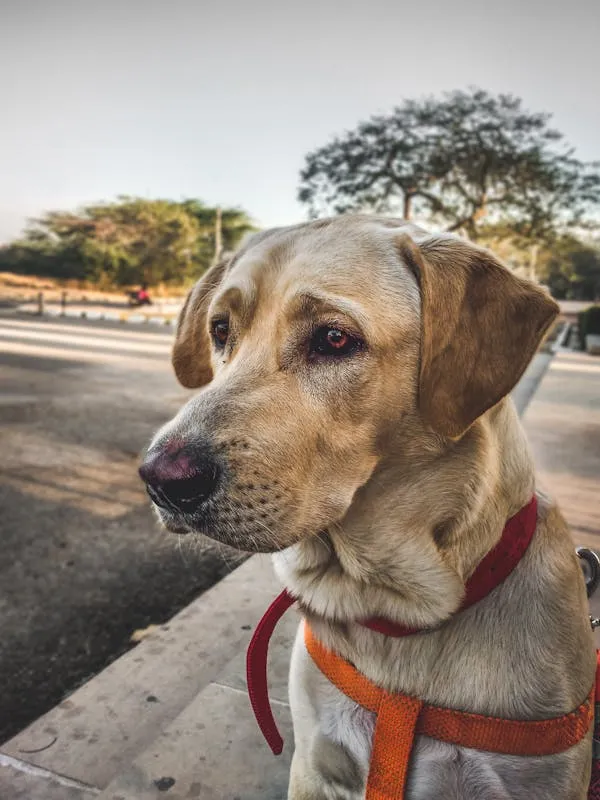 Light Brown Puppy Sitting Near the Sidewalk Wallpaper