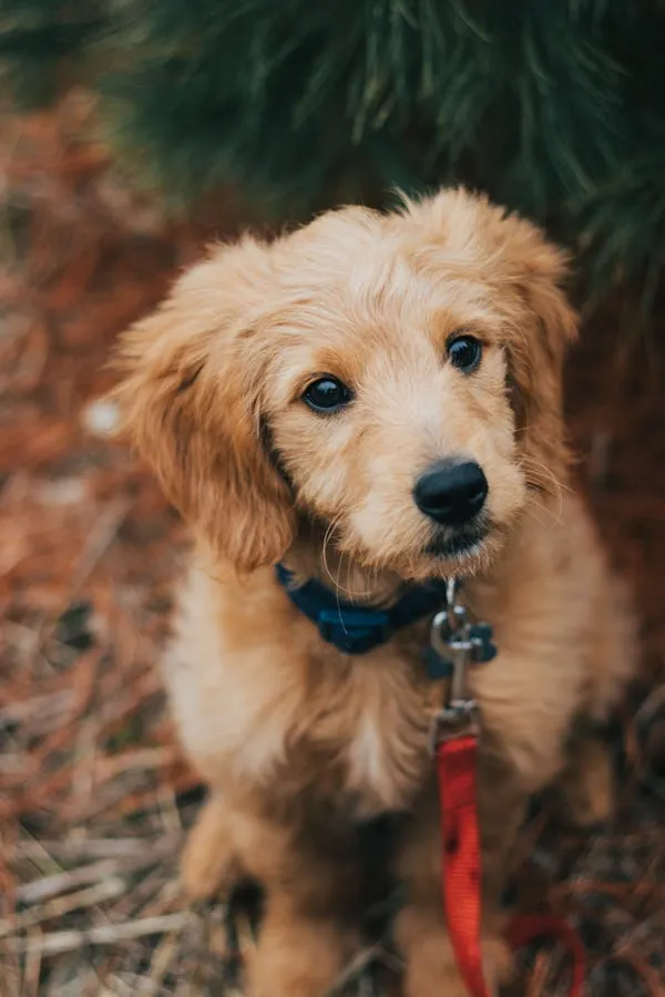Light Brown Puppy Sitting on Ground with Red Rope Attached