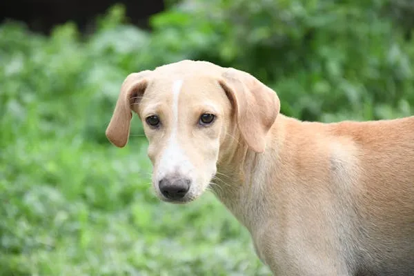 Light Brown Puppy Standing on Green Grass Looking Curious