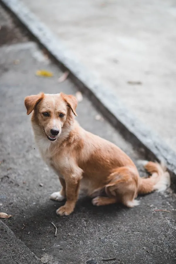 Light Brown Puppy Standing on the Sidewalk Free Wallpaper