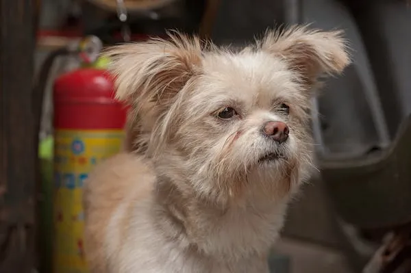 Light Tan Fluffy Dog with Curious Expression Wallpaper