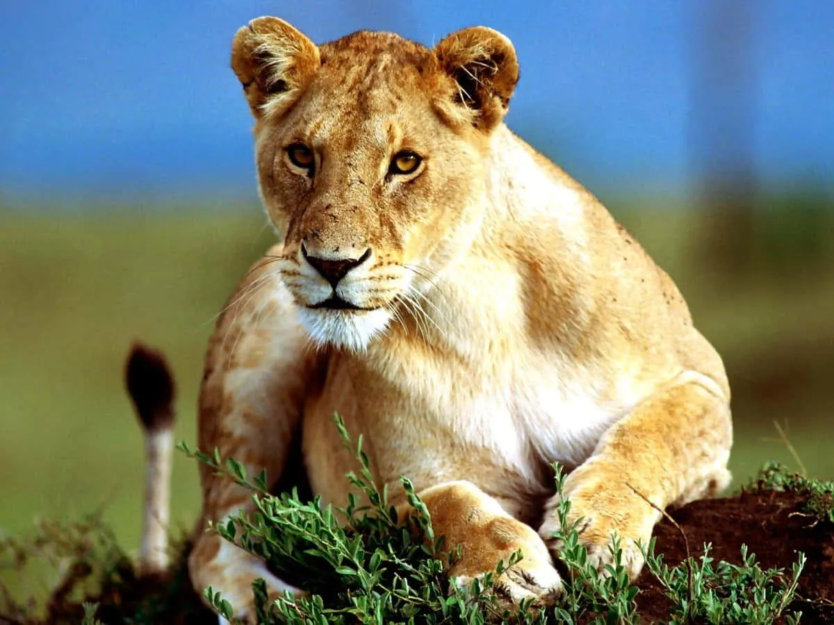 Lion Cub Sitting in Grassland with Curious Expression