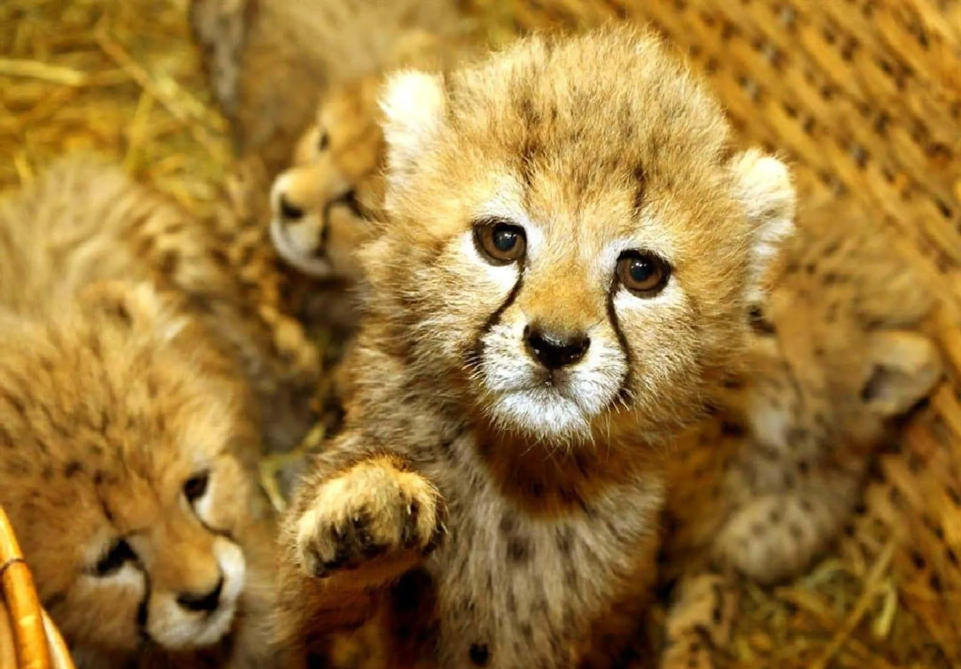 Lion Cub Sitting on Dry Grass in Wild free Wallpaper