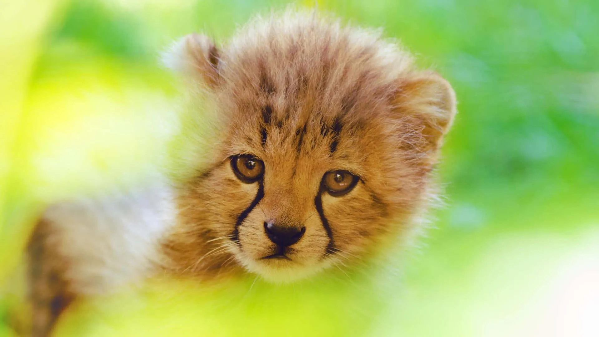 Lion cub walking through tall grass with focus Wallpaper