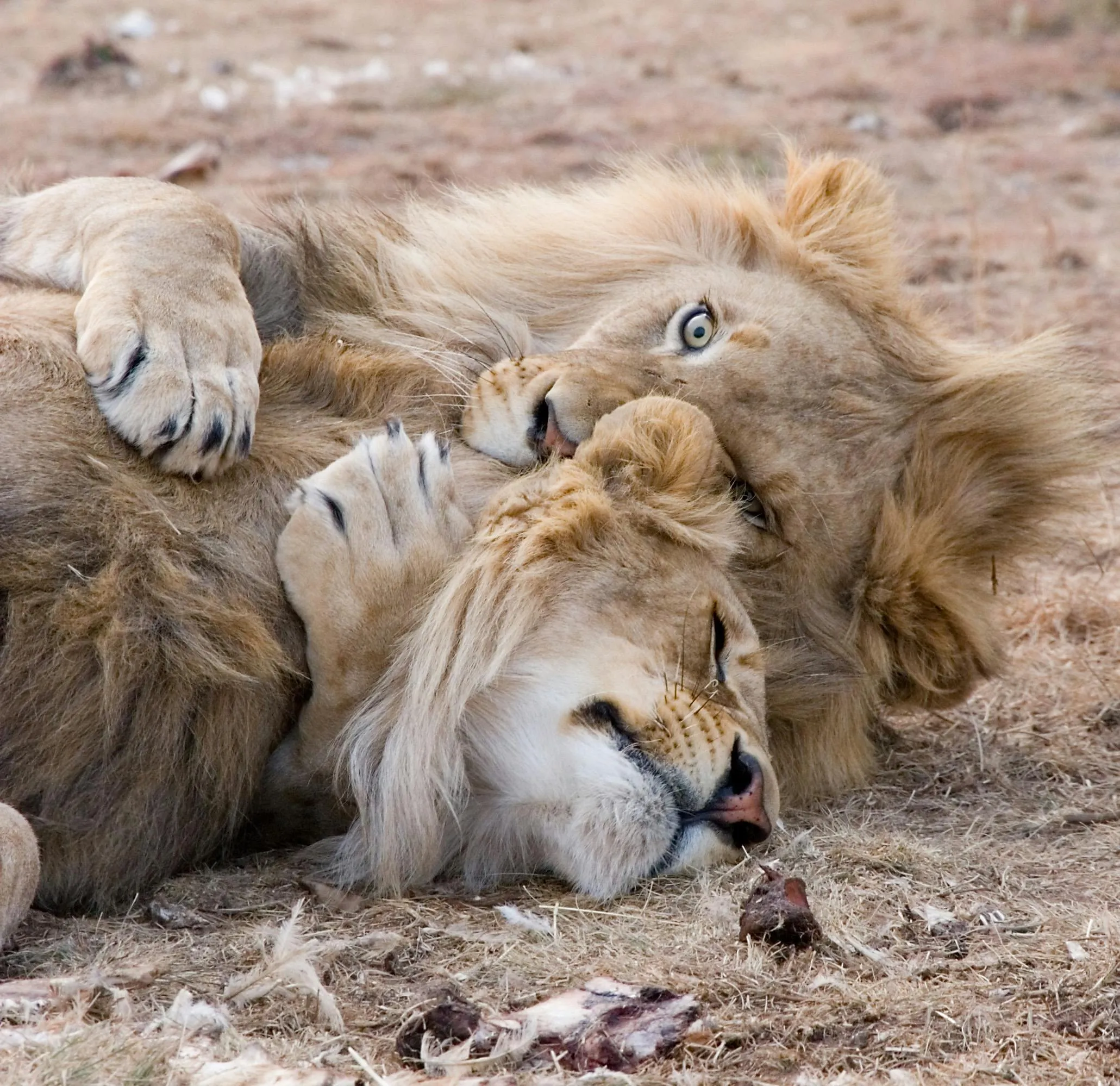 Lion Family Resting Together on Dry Ground Wallpaper