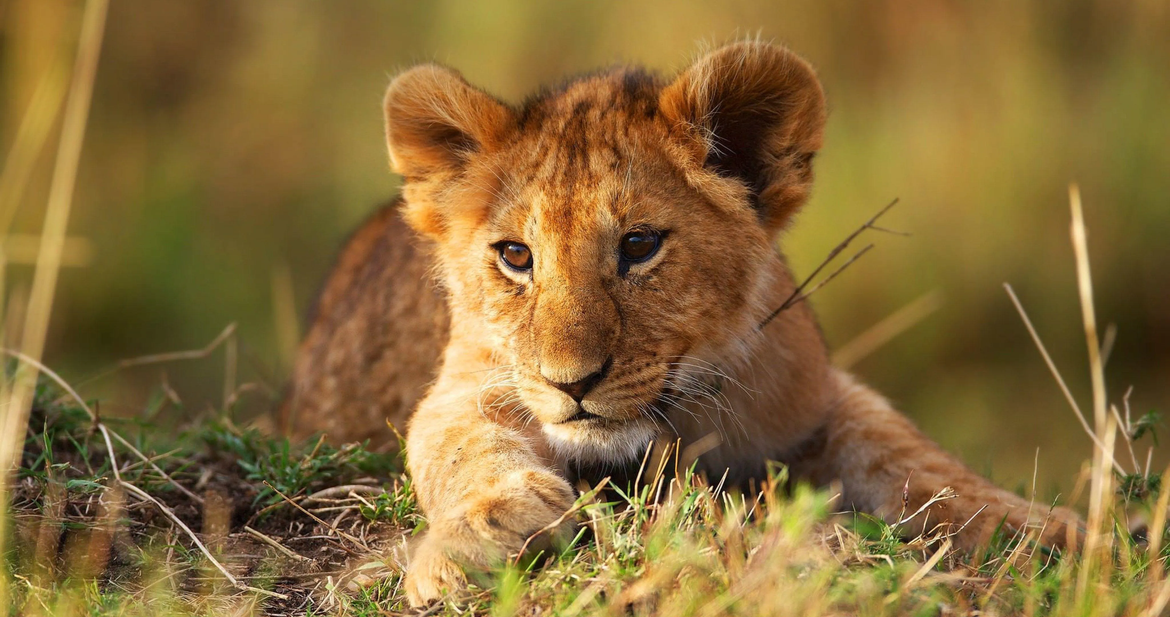 Lion Looking Ahead in a Natural Wildlife Environment